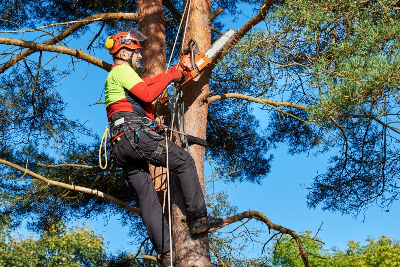Local Tree Transplanting Service pros at work