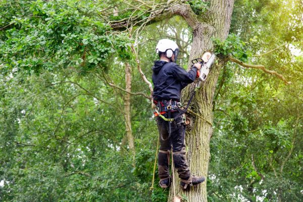 Tree Arborist Services - Tree Arborist Services Fort Worth, Texas