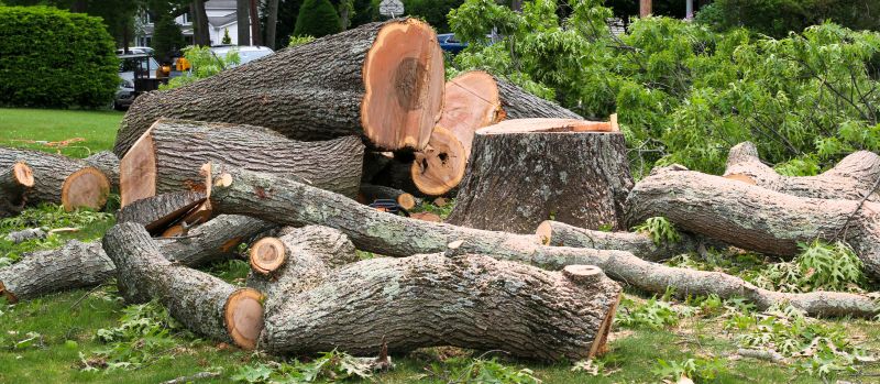 Tree Transplanting Service