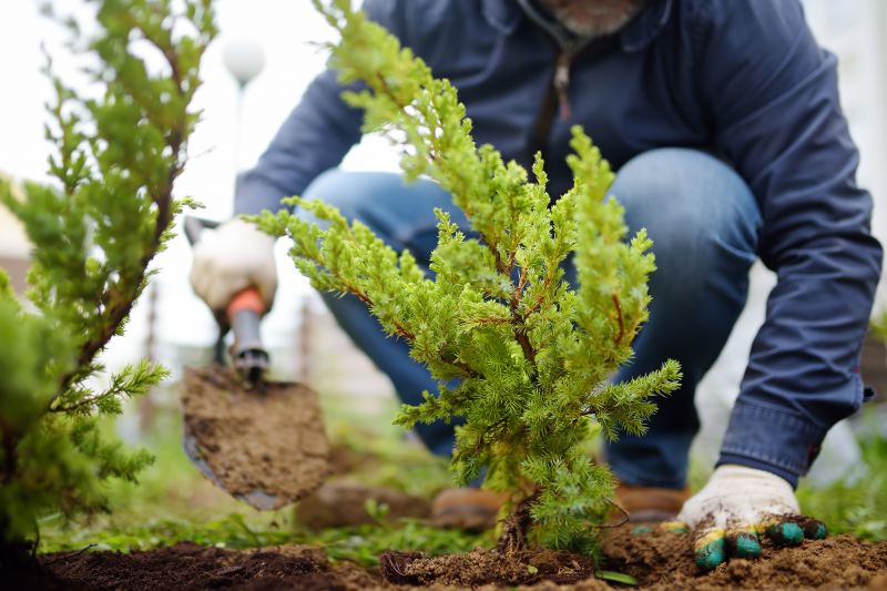 Boxwood Planting in Honolulu, HI