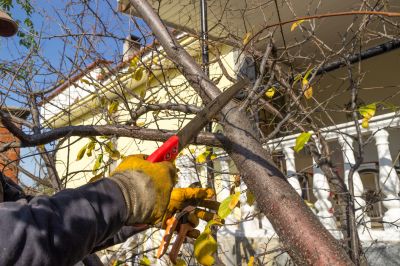 Tree Transplanting Service