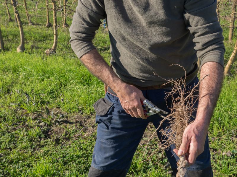 Healthy Root Pruning