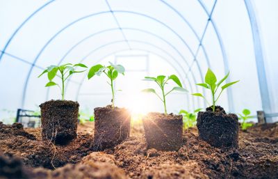 Seasonal Transplanting Calendar