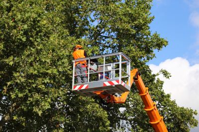 Tree Transplanting Service
